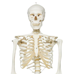 Скелет человека A10